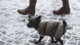V Praze je riziko, že se váš pes nakazí psincovým kašlem, vysoké. (Ilustrační foto)