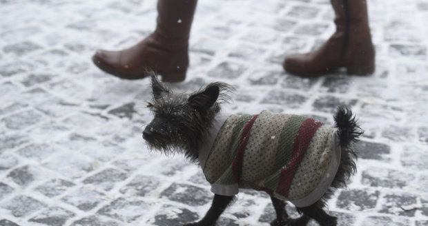 Vyvenčit psa ano, uklidit po něm ne? Pražanům nově hrozí pokuta až 5 tisíc