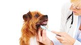 I pes nebo kočka by měli mít svého zubaře