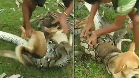 Děti zahnaly obrovského hada, když jim chtěl sežrat psa: Tohle video musíte vidět!