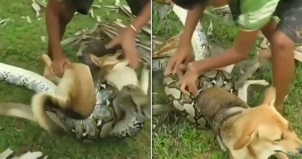 Děti zahnaly obrovského hada, který jim chtěl sežrat psa: Tohle video musíte vidět!