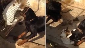 Muž z Dubaje poslal své dva psy, aby sežrali živou kočku. A vše si natočil.