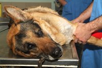 Mladík utloukl v Chomutově bratrova psa, protože štěkal: Policistům se přiznal