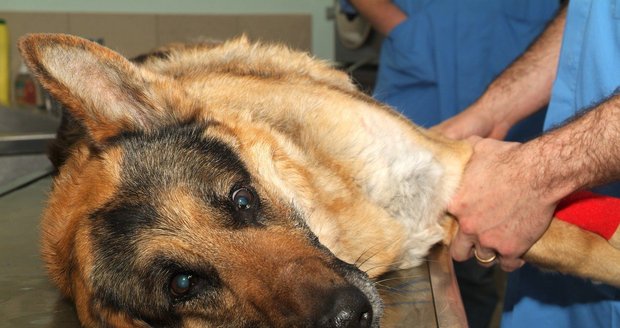 Mladík ubil v Chomutově psa svého bratra (ilustrační foto)