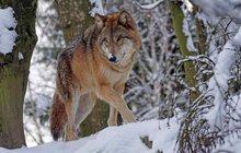 V Beskydech to je už třetí případ: Vlk zabil loveckého psa!