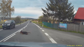 Policie hledá majitele psa, který vběhl pod auto. Vůz náraz poškodil, zvíře uteklo.