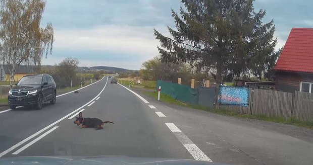 Policie hledá majitele psa, který vběhl pod auto. Vůz náraz poškodil, zvíře uteklo. Policie hledá majitele psa, který vběhl pod auto. Vůz náraz poškodil, zvíře uteklo.