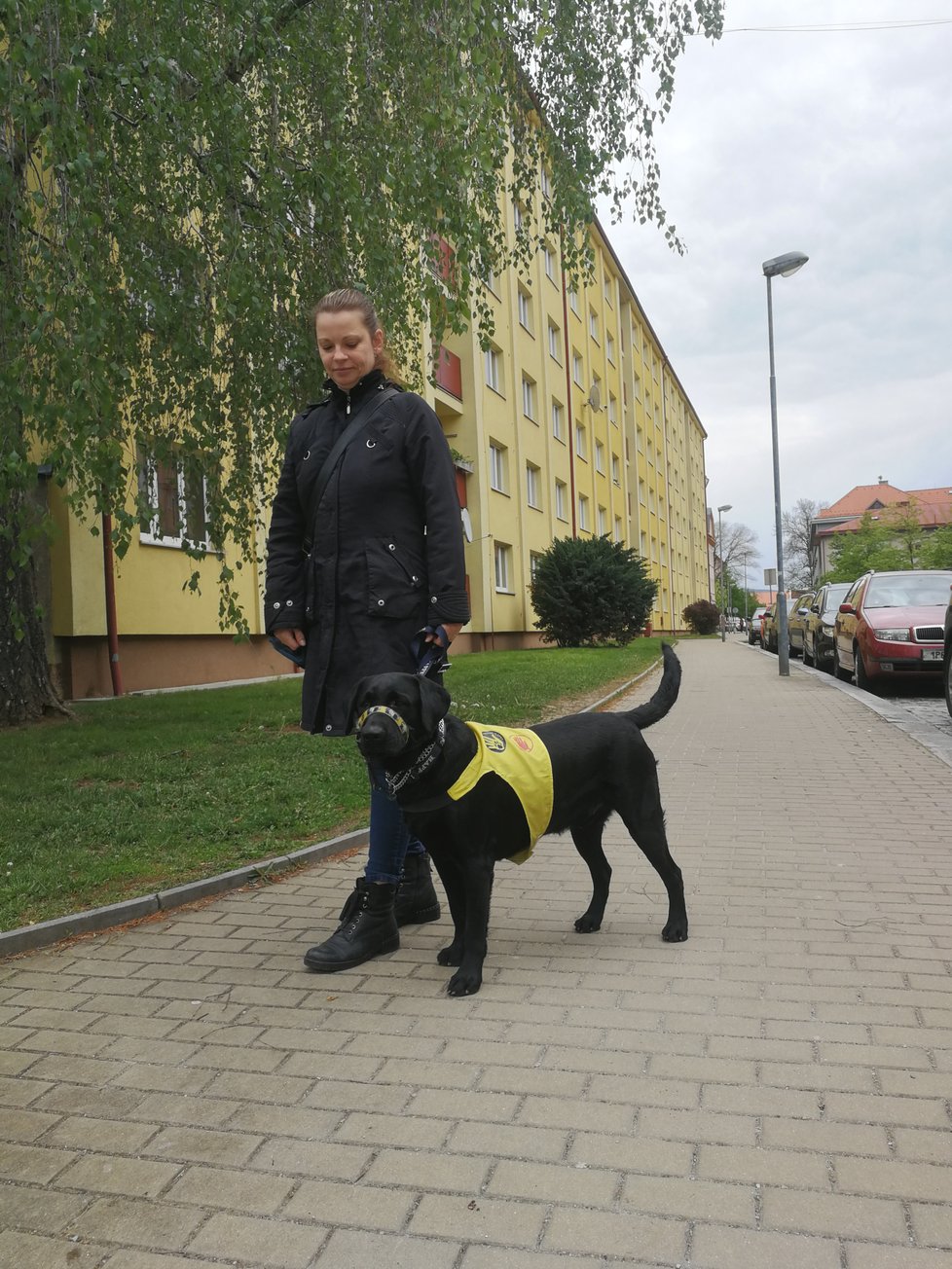 Pomocné tlapky se snaží, aby každý klient měl svého pravého psa, na obrázku retrívr, který ještě dokončuje svůj výcvik