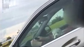 Pes seděl za volantem. Řidič dostal pokutu