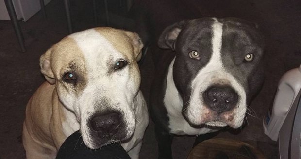 Rodině z Volárny zmizeli dva psi: Vypsali tučnou odměnu za nalezení!