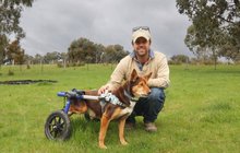 Rarita z australské farmy: Stádo ovcí honí pes vozíčkář!