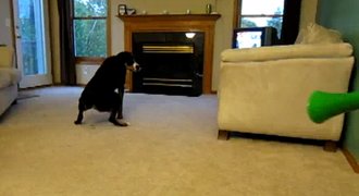VIDEO: Jak vypadá psí pomsta za vuvuzlo