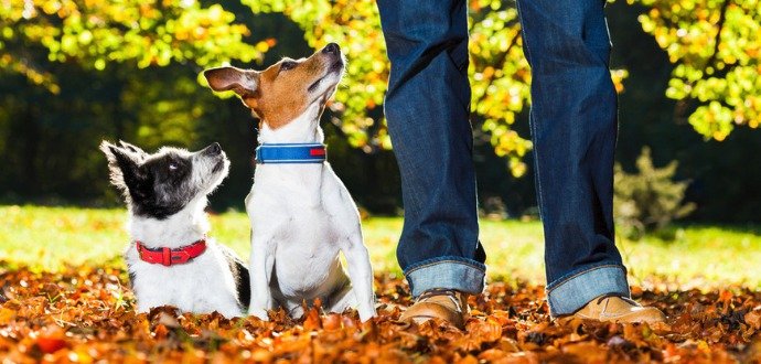 5 tipov, ako naučiť psa poslúchať aj bez cvičáku
