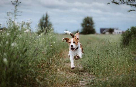 10 nejoblíbenějších výletů se psem po krásách České republiky
