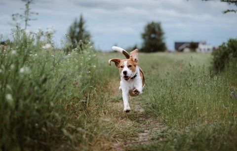 10 nejoblíbenějších výletů se psem po krásách České republiky