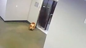 Šokující video: Muž zachránil pejska před uškrcením poté, co se jeho vodítko zaseklo ve výtahu!