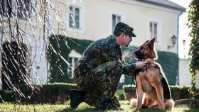 Ministr obrany Vlastimil Picek ocenil německého ovčáka Athose zraněného při misi v Afghánistánu. Na snímku je pes se svým psovodem Rostislavem Bartončíkem.