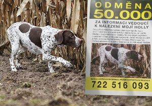 Majitelce se při venčení zaběhla fenka Holly: „Obojek vyhozen, čokl sežrán," přišla jí šokující zpráva!