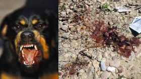 Dva rotvajleři v Ostravě zabili psa přímo před očima tří malých dětí: Někdo mi ukradl plot, tvrdí majitel.
