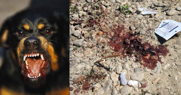 Dva rotvajleři v Ostravě zabili psa přímo před očima tří malých dětí: Někdo mi ukradl plot, tvrdí majitel.