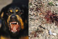 Dva rotvajleři v Ostravě zabili psa přímo před očima tří dětí: Někdo mi ukradl plot, tvrdí majitel