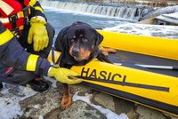 Šok pro majitele: Psa mu hasiči vylovili z Olše, veterinář ho utratil! Nenašel čip