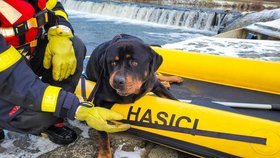 Šok pro majitele: Psa mu hasiči vylovili z Olše, veterinář ho utratil! Nenašel čip