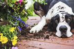 Pes na zahradě: Jaké rostliny jsou pro něj jedovaté a jak to udělat, aby ji neničil