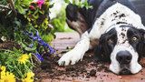 Pes na zahradě: Jaké rostliny jsou pro něj jedovaté a jak to udělat, aby ji neničil