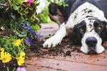 Víte, jaké rostliny jsou pro psy jedovaté, co všechno jim na zahradě hrozí a jak ji uspořádat, aby ji pes neničil? Tady jsou osvědčené rady a tipy chovatelů i veterinářů.