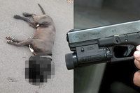 Dvojice psů napadla seniorku: Policisté je na místě zastřelili!