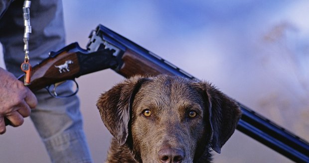 Pes v Rusku zastřelil brokovnicí myslivce - ilustrační foto