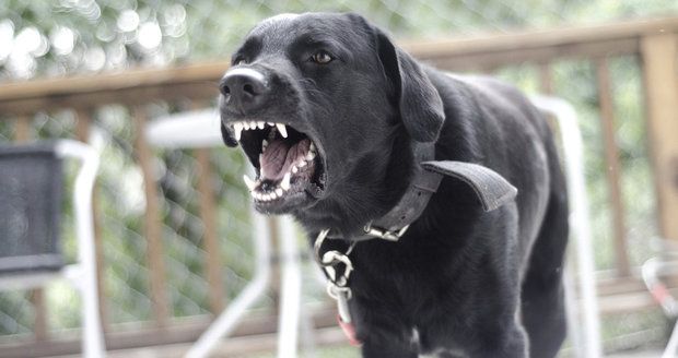Agresivní pes napadá lidi z Rakovníka: Strážníci prý nabádají občany, ať ho sami odchytí