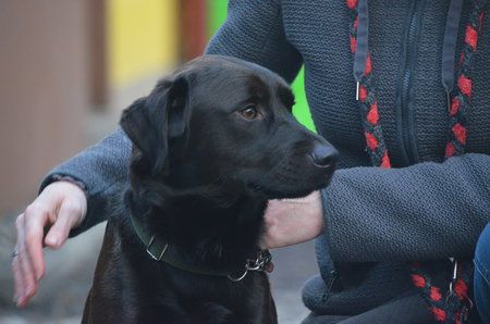 Lox je krásný kříženec labradora