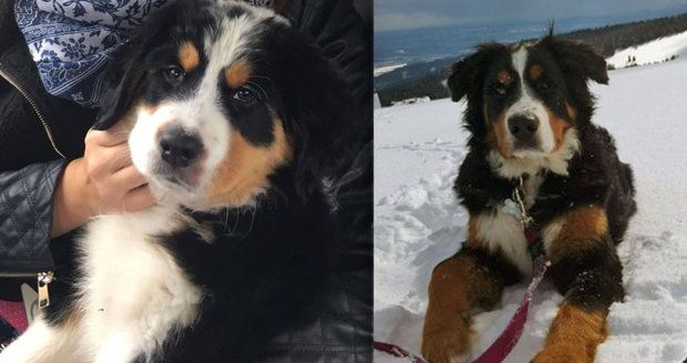 V Krkonoších zmizela psí rodinka: Za nalezení Annie a Maxe odměna 20 tisíc!