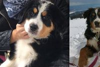V Krkonoších zmizela psí rodinka: Za nalezení Annie a Maxe odměna 20 tisíc!