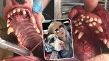 Šokující pohled: Adoptovaný pes měl v tlamě 70 zubů, veterinář viní nezodpovědného chovatele