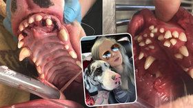 Šokující pohled: Adoptovaný pes měl v tlamě 70 zubů, veterinář viní nezodpovědného chovatele