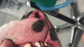 Pes měl 70 zubů. Museli mu je vytrhat
