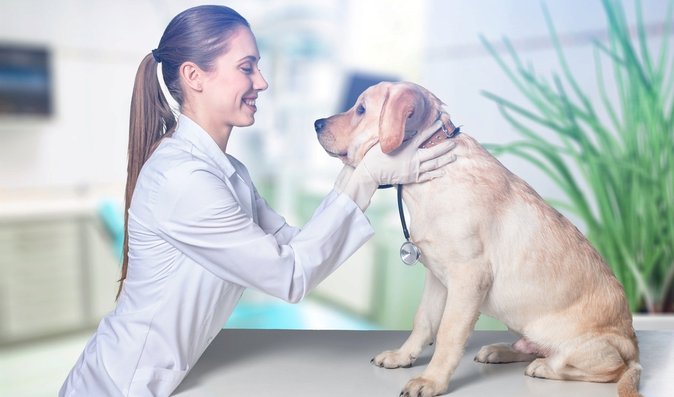 Veterináři řeší také antikoncepci