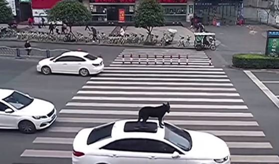 Obyvatel čínského Le-šanu vezl svého psa na autě: Dovnitř by se prý už nevešel