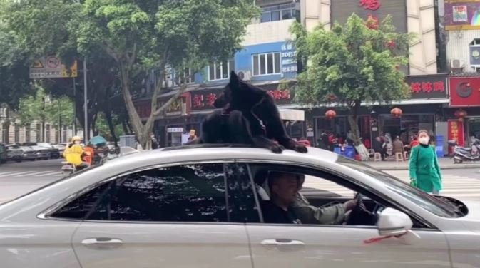 Obyvatel čínského Le-šanu vezl svého psa na autě: Dovnitř by se prý už nevešel