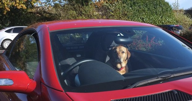 Senior šel na nákup, psa nechal v rozpáleném autě: Labradora vytáhli na poslední chvíli, nehýbal se