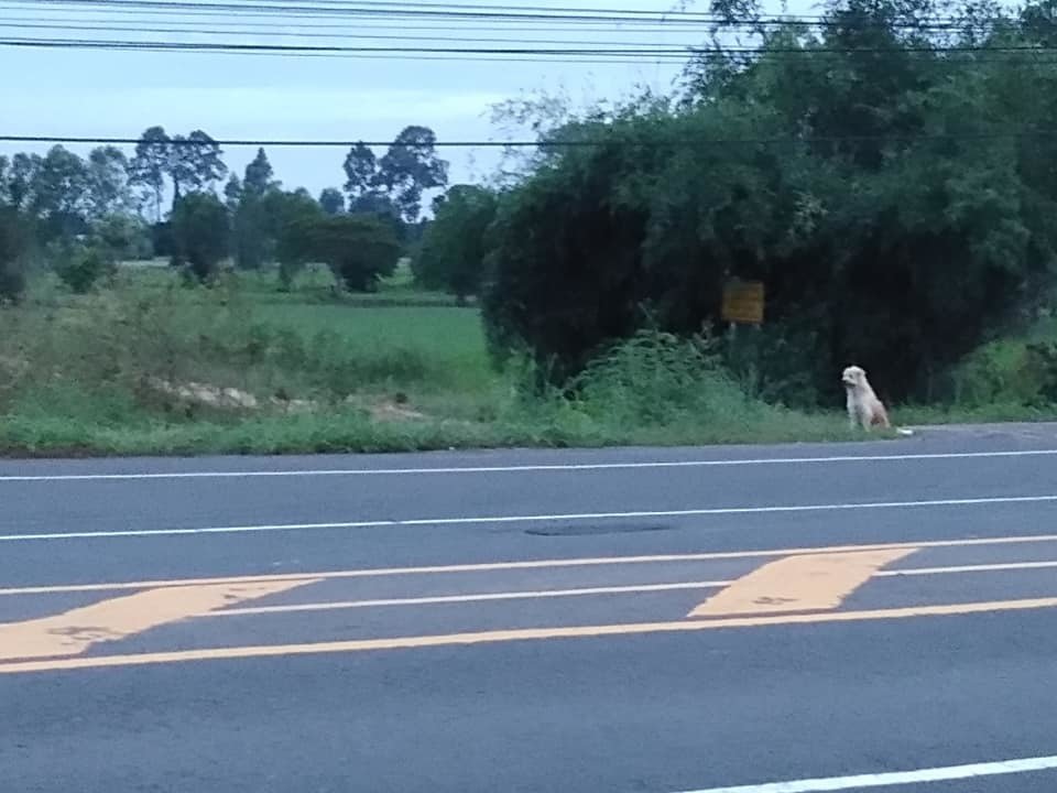 Pes Leo čekal na krajnici dálnice 4 roky. Vypadl tam z auta svých majitelů a čekal, až se pro něj vrátí.