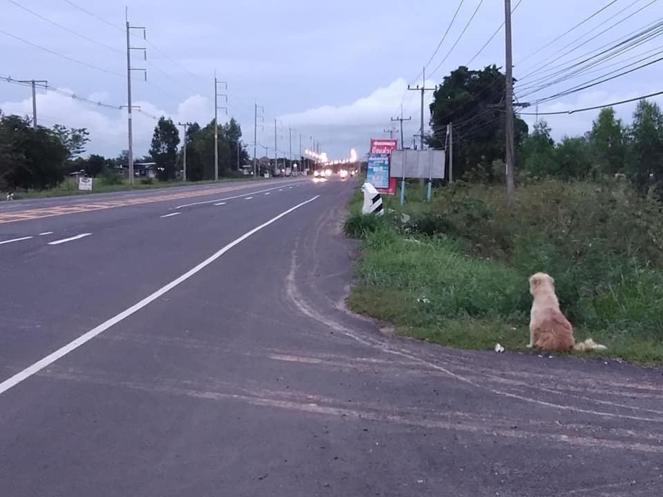 Pes Leo čekal na krajnici dálnice 4 roky. Vypadl tam z auta svých majitelů a čekal, až se pro něj vrátí.