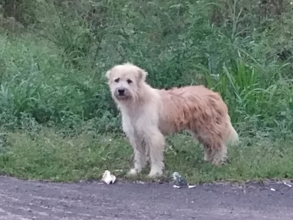 Pes Leo čekal na krajnici dálnice 4 roky. Vypadl tam z auta svých majitelů a čekal, až se pro něj vrátí.