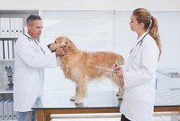 Vědci varují před pandemií psí chřipky: „Ohrozí životy mazlíčků, ale i lidí“
