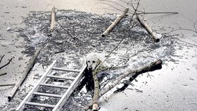 Topícího se psa zachraňovali v sobotu hasiči v Dolním Rychnovsku na Sokolovsku. Po pejskem se propadl led, zvíře se zoufale drželo větve