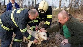 Zachráněného psa, který se málem utopil poté, co se pod ním prolomil led, pak předali hasiči šťastnému majitlei