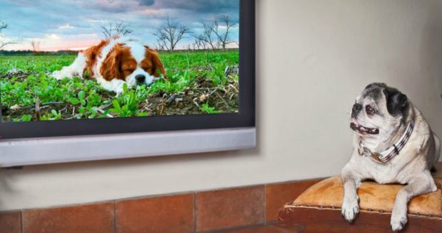 Psi vnímají televizní obraz jinak než lidé.